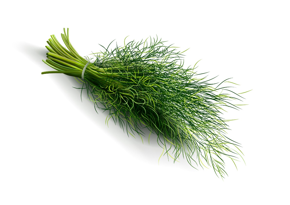 Dill, herb